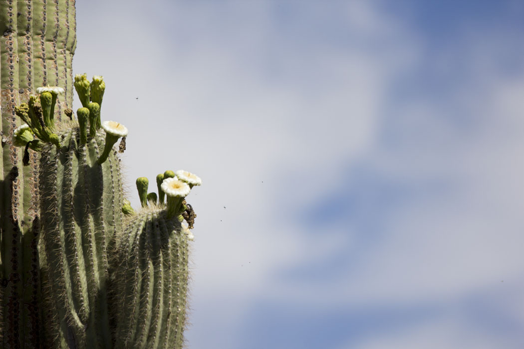 Saguaro Cactus in bloom at the Organ Pipe Cactus National Monument