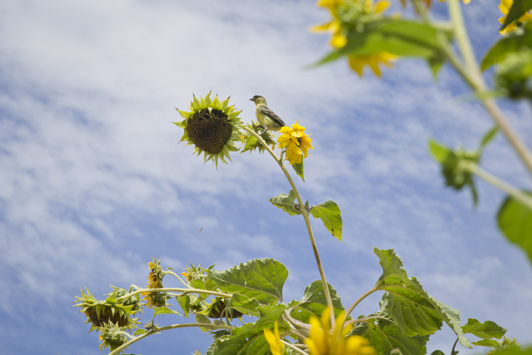With a high temperature of 86, Thursday was a perfect day for all Tucsonans to enjoy the outdoors.