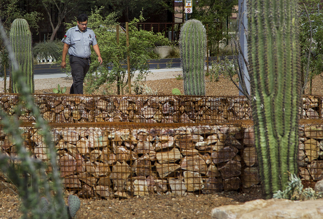 To reduce water usage, an underground irrigation system, instead of sprinklers, hydrates a cactus garden at the County Public Service Center in Tucson.