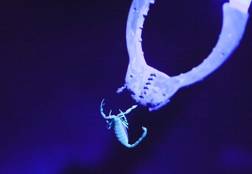 Dean Andrews, also known as the Scorpion Equalizer, uses a pick-up gripper to grab a bark scorpion and to kill it.